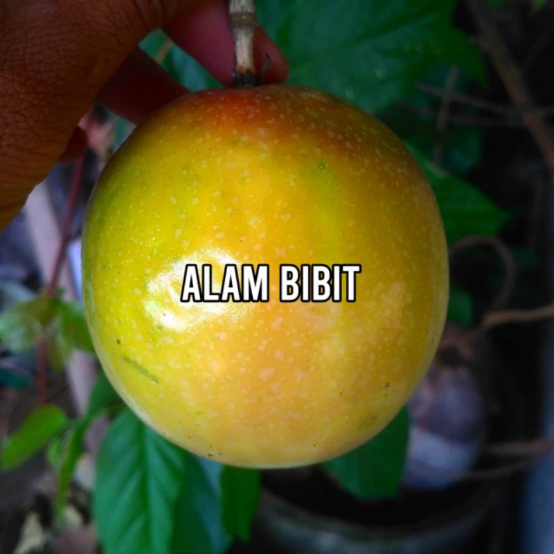 BIBIT MARKISA MANIS SIAP TANAM (BELI 5 GRATIS 1)