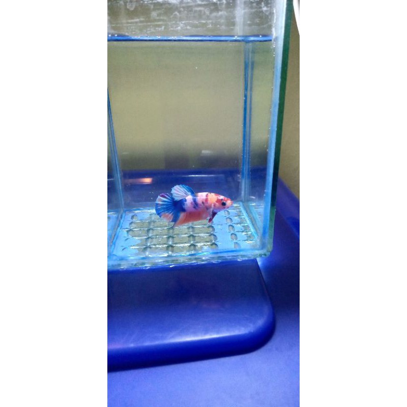 nemo multicolour ( yellow base )