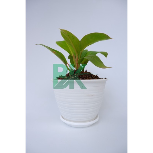 tanaman bunga philodendron moonlight /tanaman hias berkuwalitas - BAKUL KEMBANG