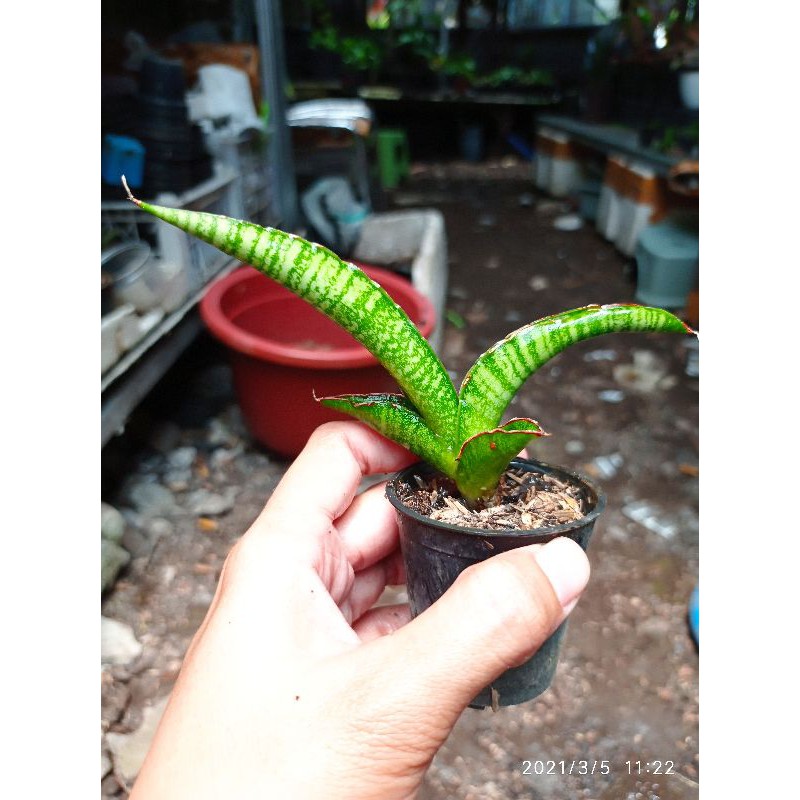 tanaman hias pembersih udara mini sansevieria / sansivera Hybrid silver sulfer