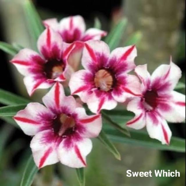 Bibit Bunga Kamboja Adenium Sweet Which - Tanaman Hias