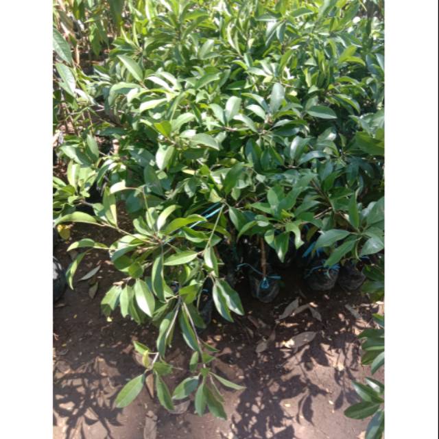 BIBIT BUAH SAWO KECIK/Bibit Sawo Kencik