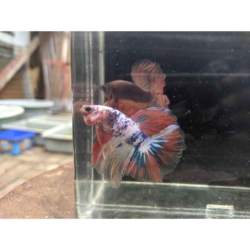 Ikan Cupang, betta Halfmoon Rosetail Candy Multicolor 5 warna BUKAN AVATAR