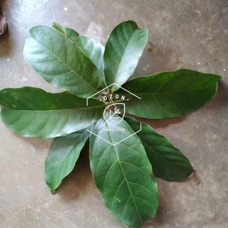 

Daun Hantap atau Antap Segar Herbal 500gr