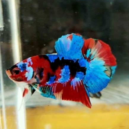

cupang koi multicollor
