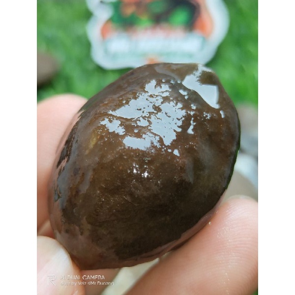 MUNCANG ADU JAWA ORI JENIS  NYODANG ( NYONYO PEDANG)