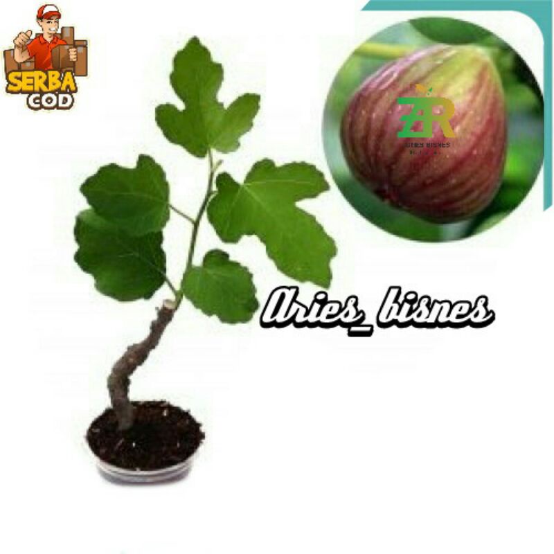 bibit buah tin khualitas super