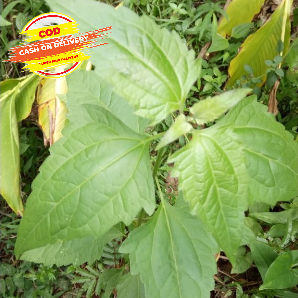 

Daun kopasanda segar paket per 1 kg