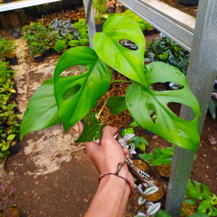 Tanaman hias monstera raphidopora - raphidopora rambat - murah