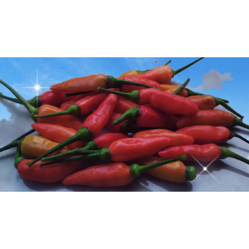 

cabe rawit merah 500gram