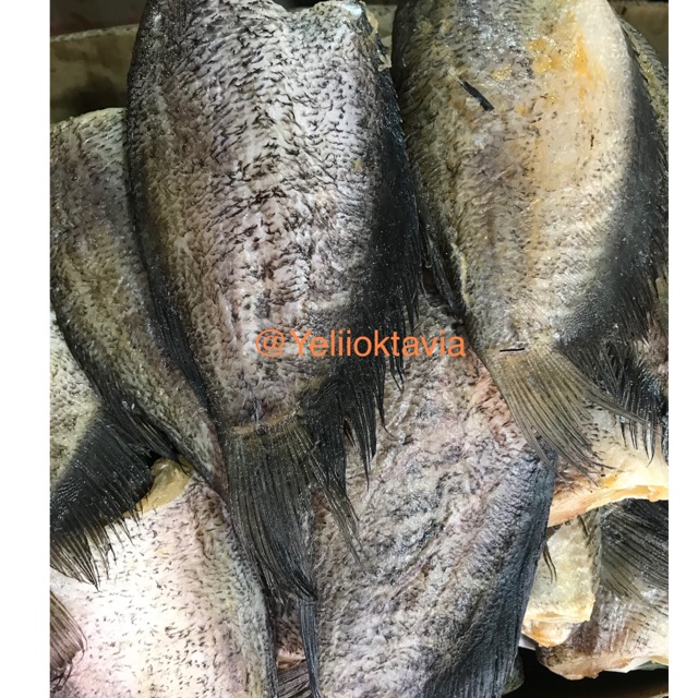 

Ikan Sapek Jumbo