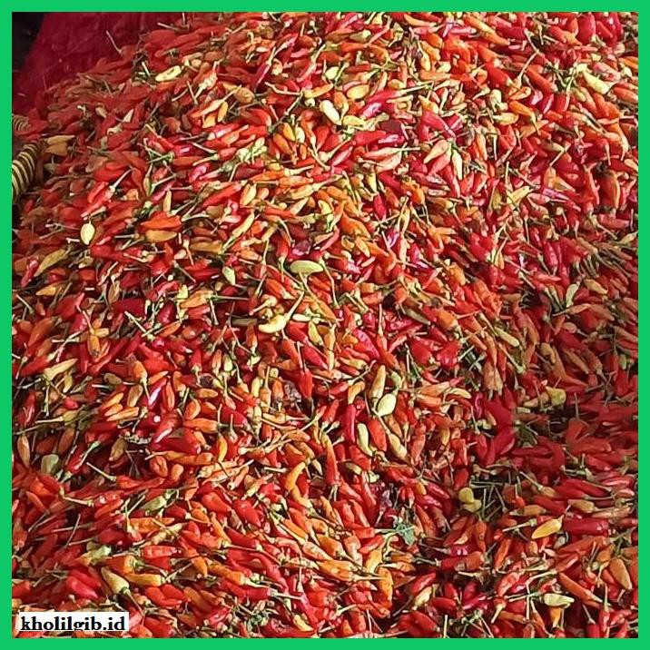 

Aneka-Sambal- Cabe Rawit Merah Jablay Setan Galak 1 Kg - Tidak Petik -Pedeeeeeezzzzzzz.