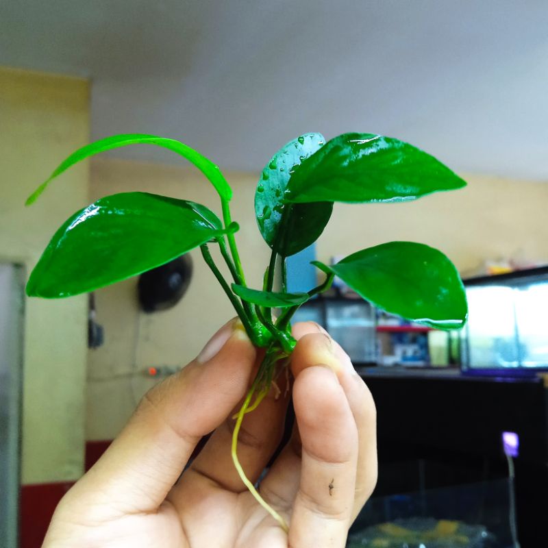 ANUBIAS NANA SIZE L FULL AIR TANAMAN AQUASCAPE