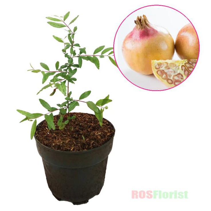 Bibit Tanaman Buah Delima Putih Jon