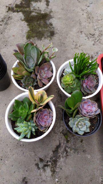 Pot Warna Tawon 10cm Shopee Indonesia Pot Warna Tawon 10cm Shopee Indonesia