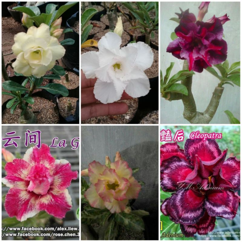 Paket 6 Adenium murah