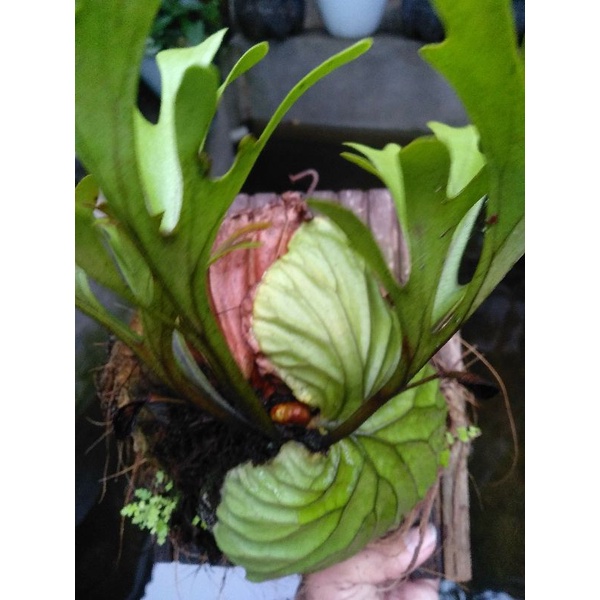 REAL PLANT 4 | PLATYCERIUM RIDLEYII | PAKU TANDUK RUSA | TANDUK RUSA KALIMANTAN