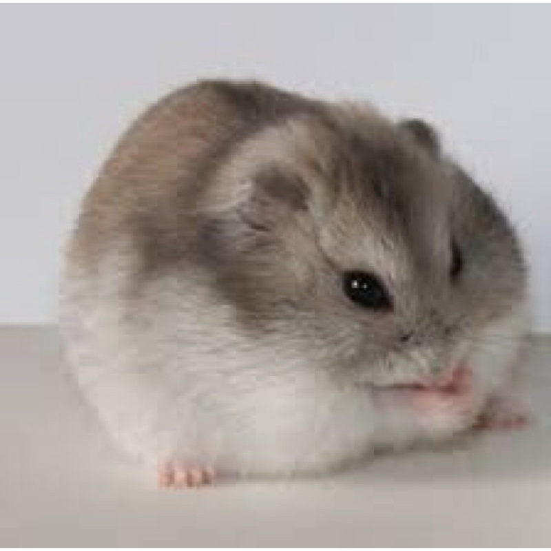 Hamster Winter White Saphire (FREE PACKING)