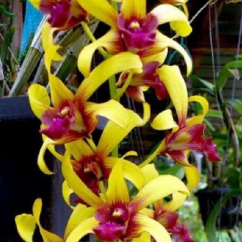 bunga anggrek Dendrobium  - bunga anggrek kuning- Bunga Hia s -Tanaman Hias Hidup -Bunga per 1pot Ta