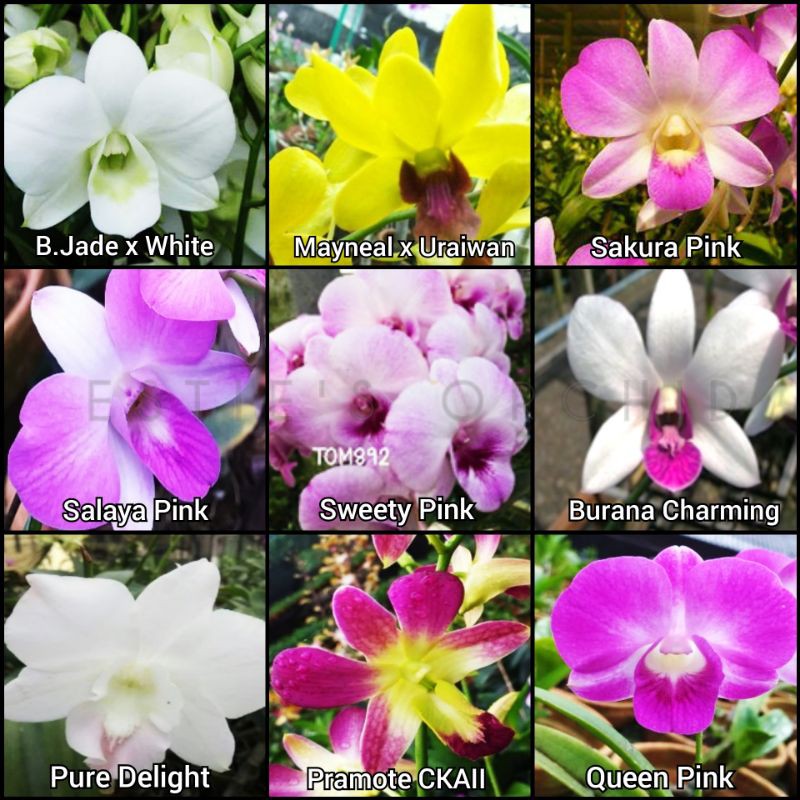 Anggrek Dendrobium Dewasa-Bunga | Anggrek Dendrobium | Dendrobium | Anggrek Murah | Anggrek Thailand