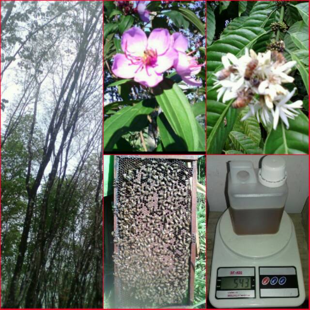 

MADU MURNI dari gembalaan