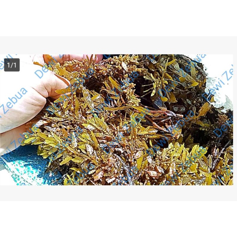 

Rumput Laut Sargassum | Sargasum | Hai Zhao | Basah | Kering