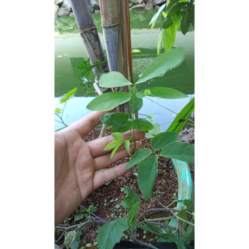 Bibit Kembang Simeut