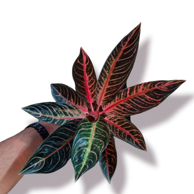 bibit aglaonema pride of sumatra ( tanaman hias aglaonema pride of sumatra ) bisa COD
