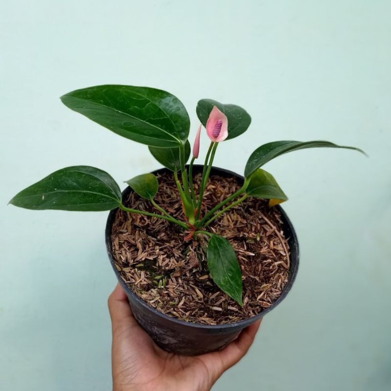 Micky mouse anthurium mini-bunga anthurium mini