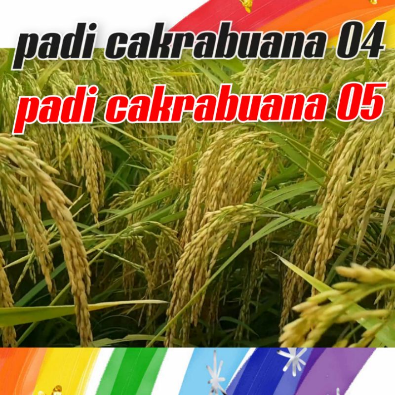 benih padi cakrabuana 04 - Cakrabuana 05 - Cakrabuana agritan - cb04 5kg