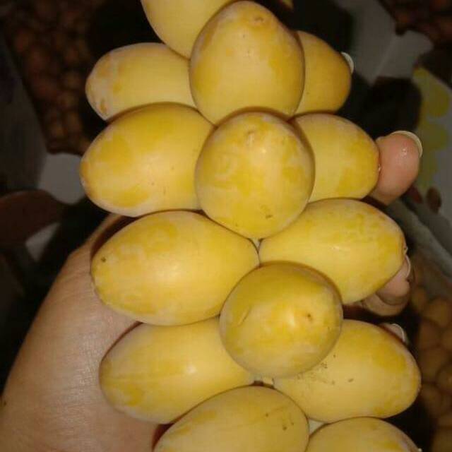 

Kurna muda 1 kg 260k