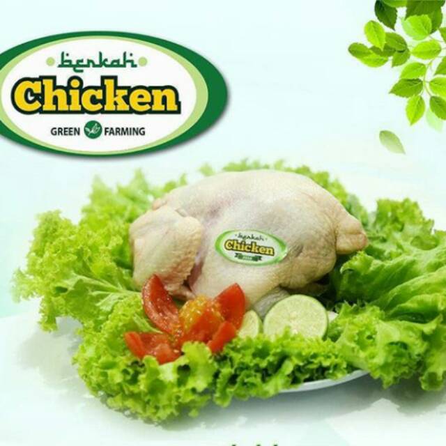 

Ayam Berkah Organic no hormon, no antibiotik