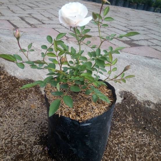 TANAMAN HIAS BUNGA MAWAR PUTIH / POHON HIAS  BUNGA MAWAR PUTIH / BUNGA MAWAR PUTIH