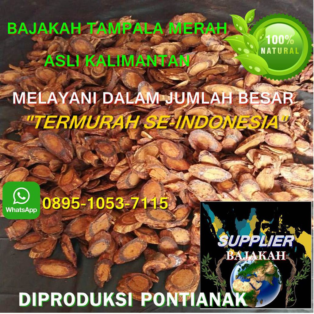 

BAJAKAH TAMPALA MERAH ASLI KALIMANTAN MINIMAL 10KG - 100KG TERMURAH