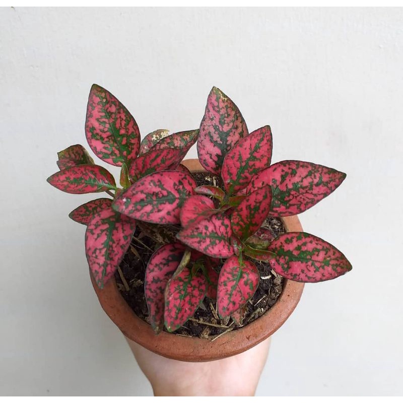 Realpict Hipotes Merah