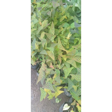 bunga oxalis batik / kupu-kupu batik