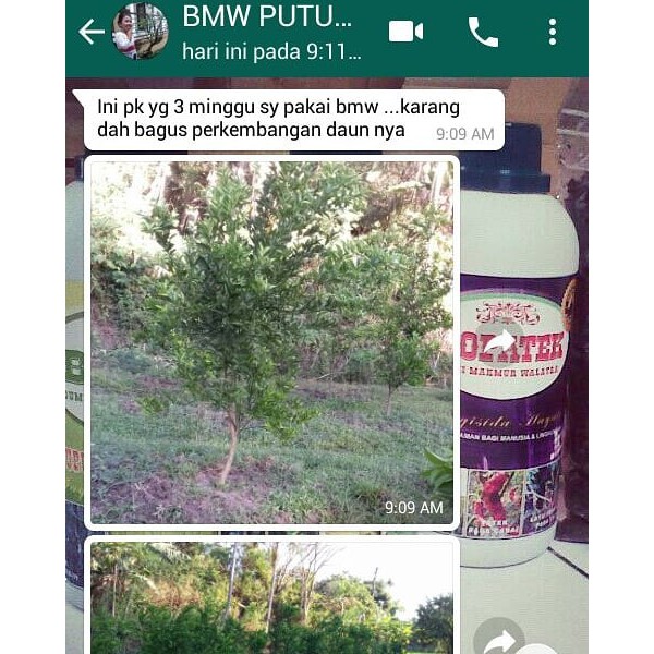 POC BMW Memacu Pertumbuhan Semua Jenis Tanaman Buah Spt Durian, Mangga, Kelengkeng, Rambutan, dll