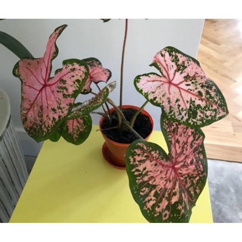 caladium pink beauty /keladi kertas