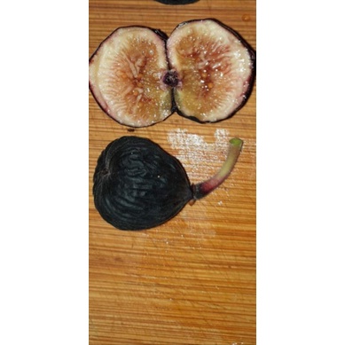 Bibit buah tin iraqi termurah