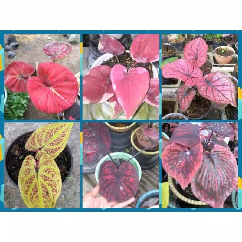 paket 6 bonggol caladium //keladi hias