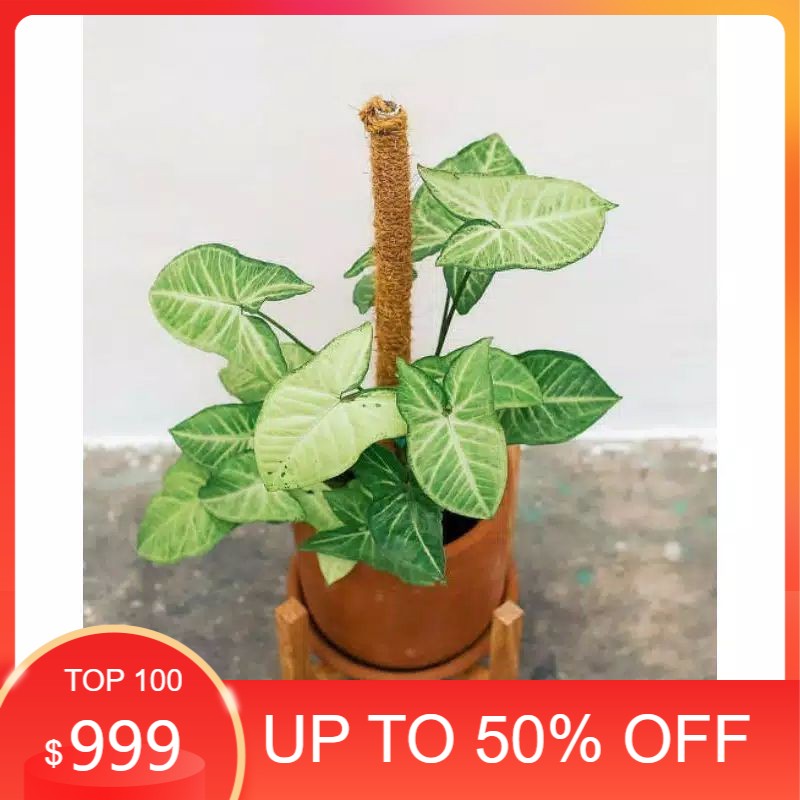 tanaman hias singonium putih / singonium putih / singonium