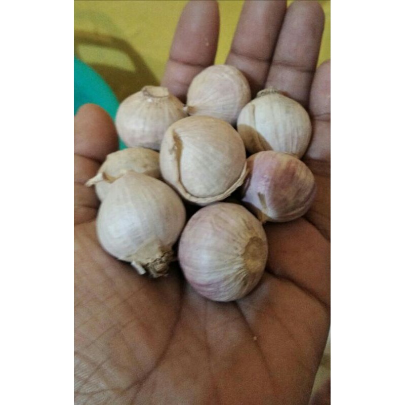 

BAWANG LANANG IMPORT BESAR 1 KG 1000 GRAM