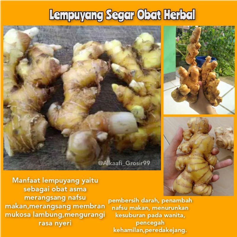 

LEMPUYANG SEGAR 1 KG DI AMBIL KETIKA ADA ORDERAN MASUK