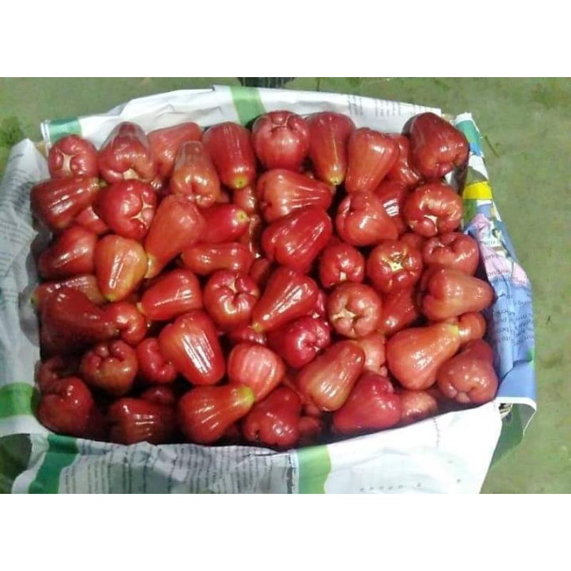 

jambu citra manis 1 kg