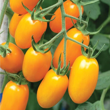 TERBANYAK Benih Tomat Cherry Merah Kuning Bibit Ceri Known You Seed Sayuran Tomat Cerry Golden Ruby-2