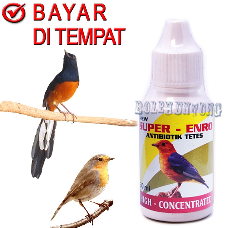 SUPER ENRO ANTIBIOTIK BURUNG SAKIT MURAI KACER CUCAK IJO OBAT PLECI LOVE BIRD