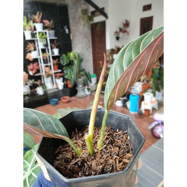 2 pot Black Pride Of Sumatra Baby