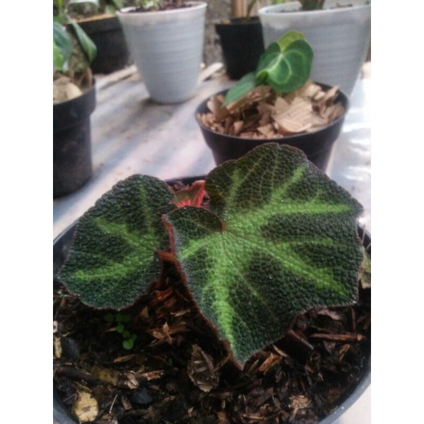 begonia karpet