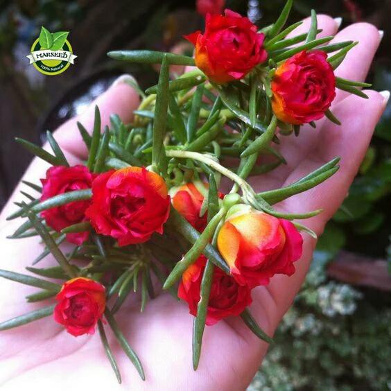 Benih/Biji Bunga Moss Rose Portulaca Grandiflora Red Terbaik