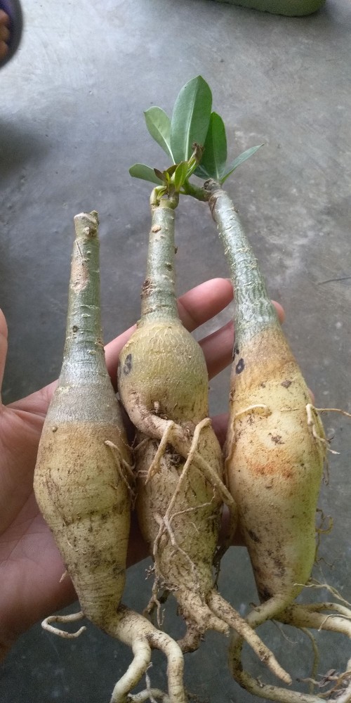 Bibit Bunga Kamboja Jepang Terbaru